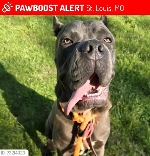 Lost Female Dog last seen Kaufman park, St. Louis, MO 63130