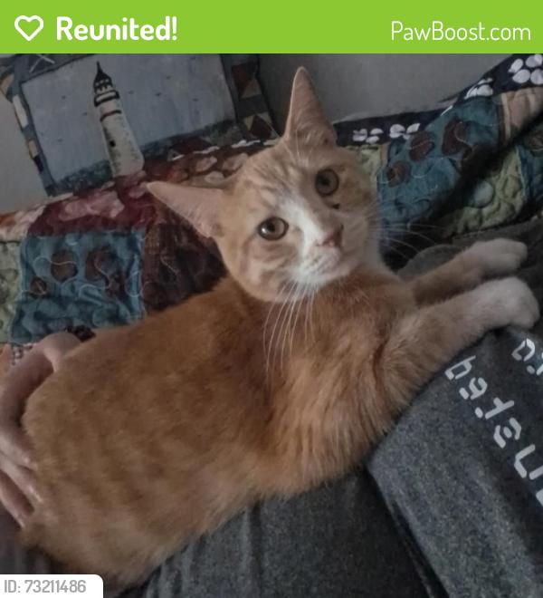 Reunited Male Cat last seen Foxridge and the highway nearby, Mission, KS 66202