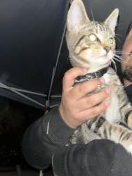 Found/Stray Male Cat last seen Harbour pointe rv park on highway 99 near 112th, Everett, WA 98204