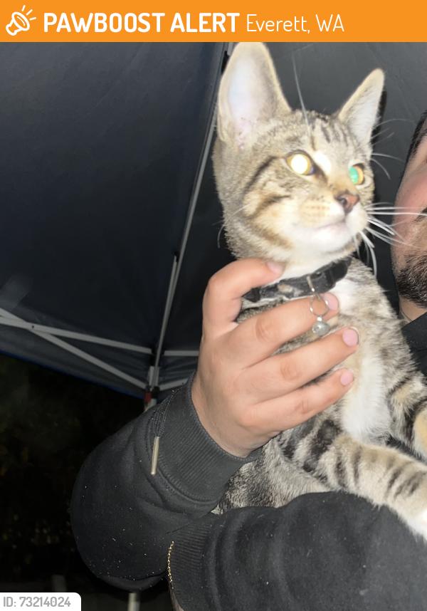 Found/Stray Male Cat last seen Harbour pointe rv park on highway 99 near 112th, Everett, WA 98204