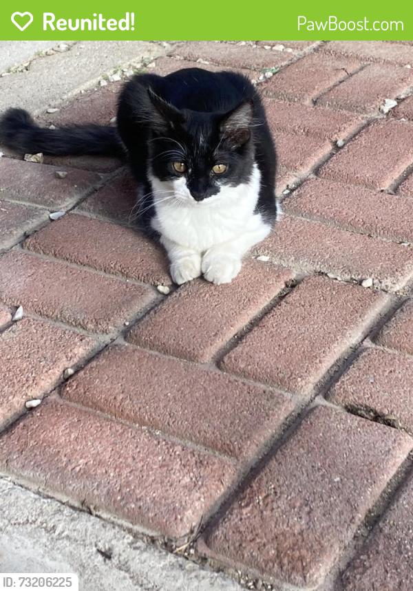 Reunited Male Cat last seen Near Exeter Dr, Las Vegas, NV 89156, USA, Las Vegas, NV 89156