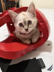 Lost Female Cat last seen Calvine and power inn, Florin, CA 95624