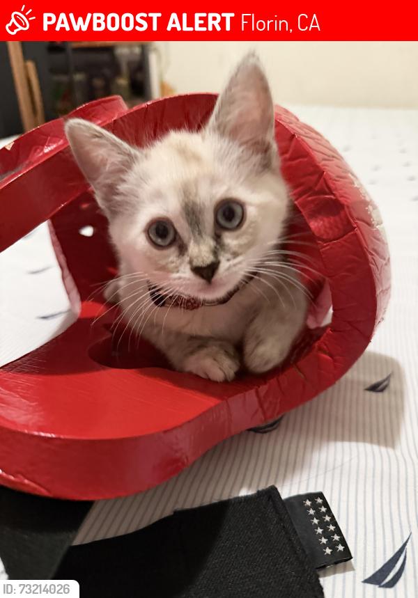 Lost Female Cat last seen Calvine and power inn, Florin, CA 95624