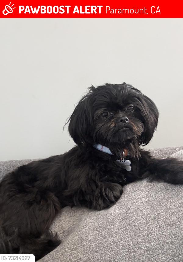 Lost Male Dog last seen Paramount blvd and 70th street, Paramount, CA 90723