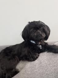 Lost Male Dog last seen Paramount blvd and 70th street, Paramount, CA 90723