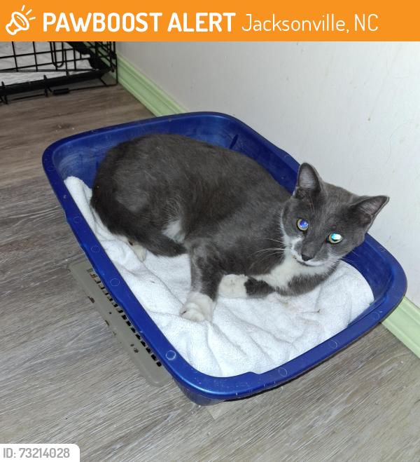 Found/Stray Male Cat last seen Near O'Reilly, Jacksonville, NC 28540