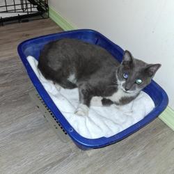 Found/Stray Male Cat last seen Near O'Reilly, Jacksonville, NC 28540