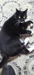Lost Female Cat last seen Hidden Acres Drive, Asheville NC, Asheville, NC 28806