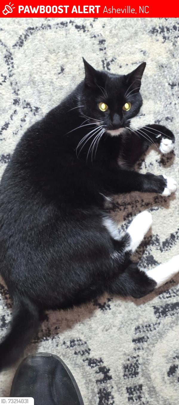 Lost Female Cat last seen Hidden Acres Drive, Asheville NC, Asheville, NC 28806
