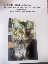 Lost Female Cat last seen West Minges by the bridge area, Battle Creek, MI 49015
