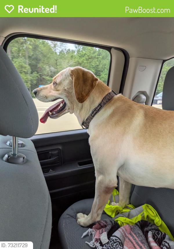 Reunited Male Dog last seen Greystone Hills, Conroe, TX 77304