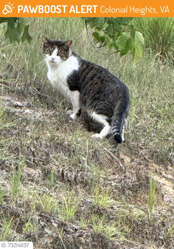 Found/Stray Unknown Cat last seen Near Home Depot parking lot, Colonial Heights, VA 23834