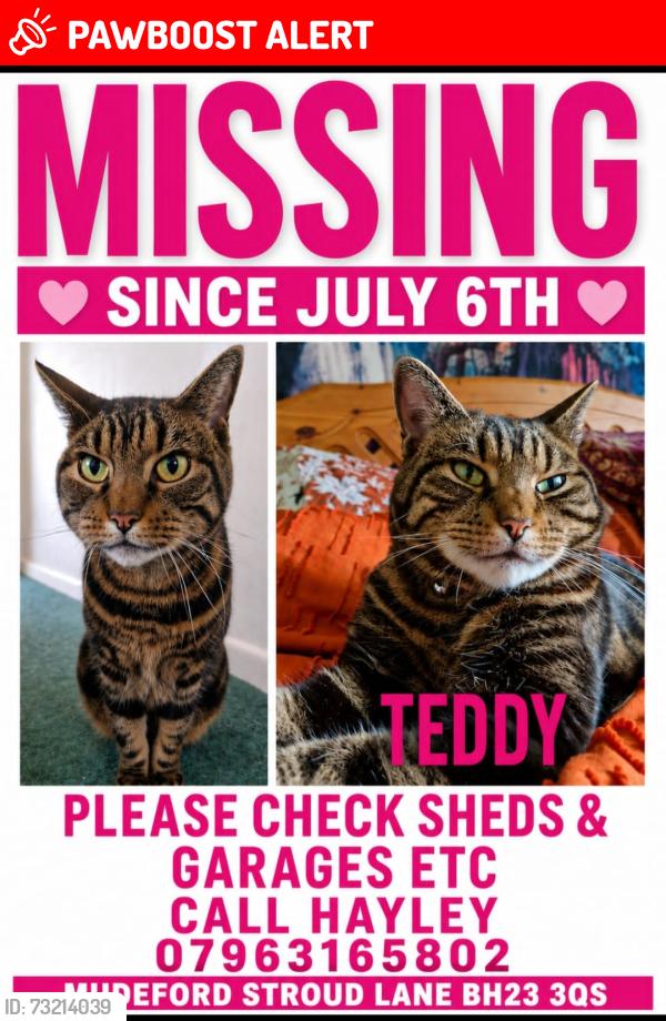 Lost Female Cat last seen Stroud Lane Mudeford, Bournemouth, Christchurch and Poole, England BH23 3QS