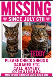 Lost Female Cat last seen Stroud Lane Mudeford, Bournemouth, Christchurch and Poole, England BH23 3QS