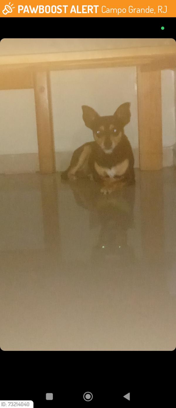 Found/Stray Male Dog last seen Estrada do campinho, Campo Grande, RJ 