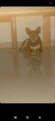 Found/Stray Male Dog last seen Estrada do campinho, Campo Grande, RJ 