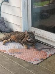 Lost Male Cat last seen Detrich ave Middletown PA, Middletown, PA 17057