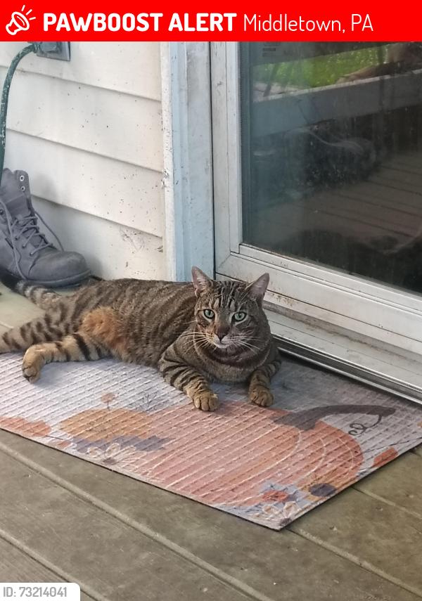 Lost Male Cat last seen Detrich ave Middletown PA, Middletown, PA 17057