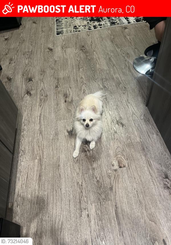 Lost Female Dog last seen Near and Peoria, Aurora, CO 80010