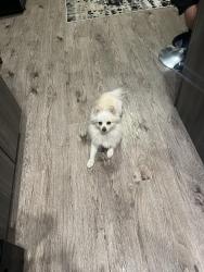 Lost Female Dog last seen Near and Peoria, Aurora, CO 80010