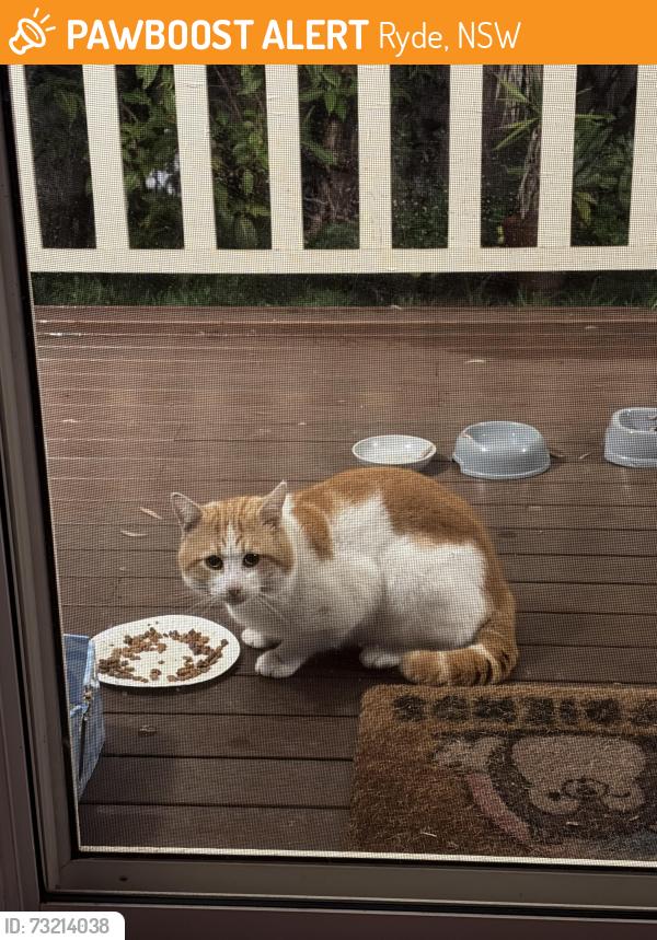 Found/Stray Unknown Cat last seen Ryde, NSW 2112, Ryde, NSW 2112