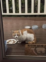 Found/Stray Unknown Cat last seen Ryde, NSW 2112, Ryde, NSW 2112