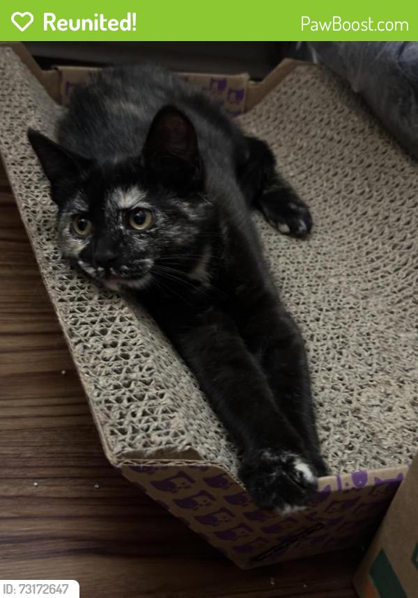 Reunited Female Cat last seen Near N Kansas Ave, Kansas City, MO 64117, USA, Kansas City, MO 64117