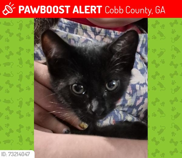 Lost Female Cat last seen Bells ferry rd and piedmont road near CVS and bells ferry elementary school, Cobb County, GA 30066