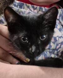 Lost Female Cat last seen Bells ferry rd and piedmont road near CVS and bells ferry elementary school, Cobb County, GA 30066