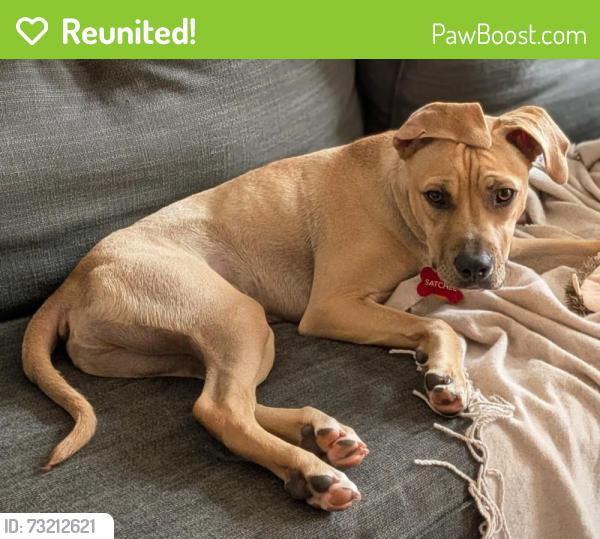 Reunited Male Dog last seen Creek in cabin John Park near Rec Center, Cabin John, MD 20817