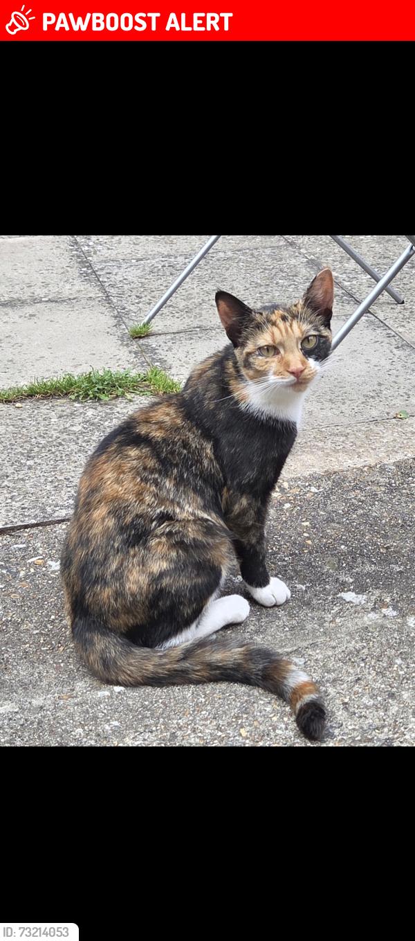 Lost Female Cat last seen Katherine Road, Greater London, England E6 1PE