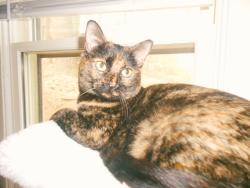 Reunited Female Cat last seen Boone Park Ave & Valencia Rd, Jacksonville, FL 32205