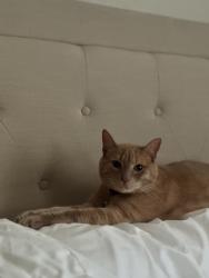 Lost Male Cat last seen Floresta Dr, Port St. Lucie, FL 34983