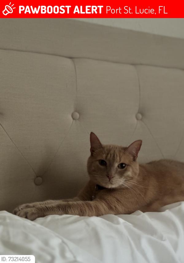 Lost Male Cat last seen Floresta Dr, Port St. Lucie, FL 34983