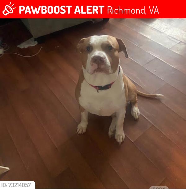 Lost Male Dog last seen Barbie Road, Richmond, VA 23223