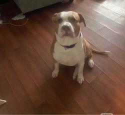 Lost Male Dog last seen Barbie Road, Richmond, VA 23223