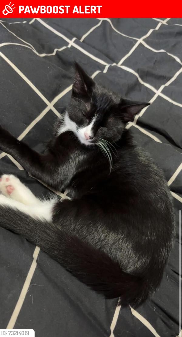 Lost Female Cat last seen Barker butts lane, West Midlands, England 