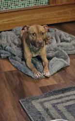 Reunited Male Dog last seen Wild Orchid trail and Victory Church road, Raleigh, NC 27613