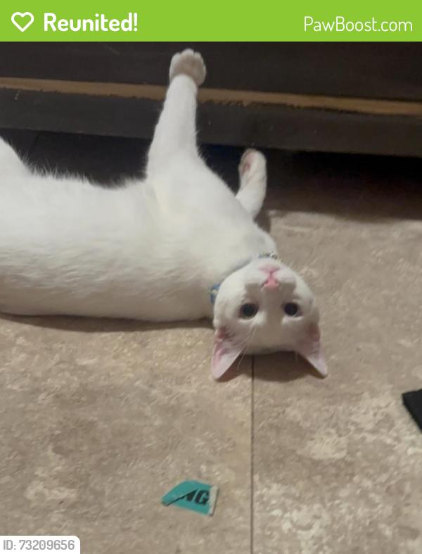 Reunited Male Cat last seen Lobos st and capitol ave, San Francisco, CA 94112