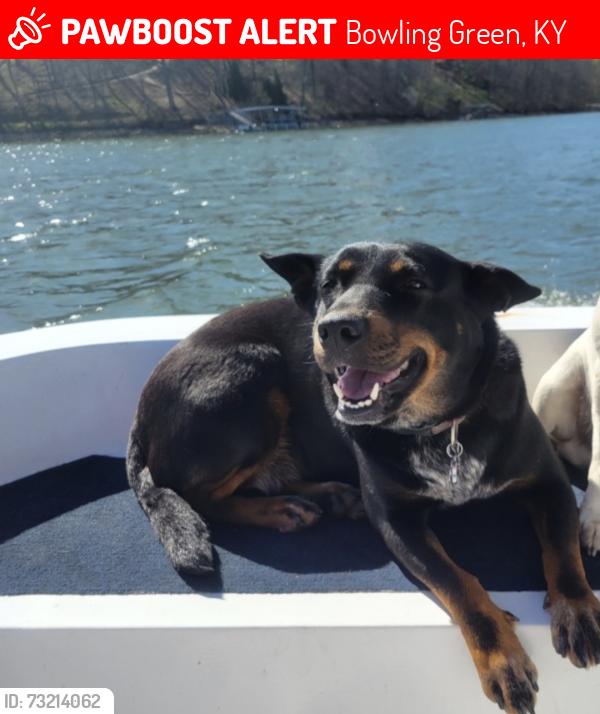 Lost Female Dog last seen Near exit 22, Bowling Green, KY 42101