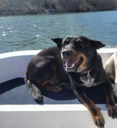 Lost Female Dog last seen Near exit 22, Bowling Green, KY 42101