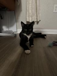 Reunited Male Cat last seen Near via royale, Jupiter, FL 33458