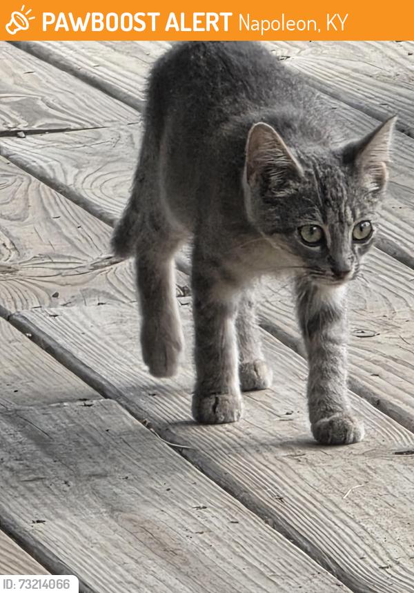 Found/Stray Male Cat last seen Hwy 16 Napoleon Ky, Napoleon, KY 41095