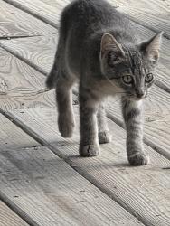 Found/Stray Male Cat last seen Hwy 16 Napoleon Ky, Napoleon, KY 41095