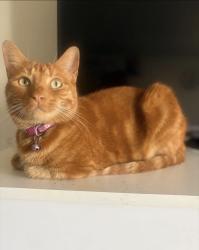 Lost Female Cat last seen Silcreek Dr, San Jose, CA 95116