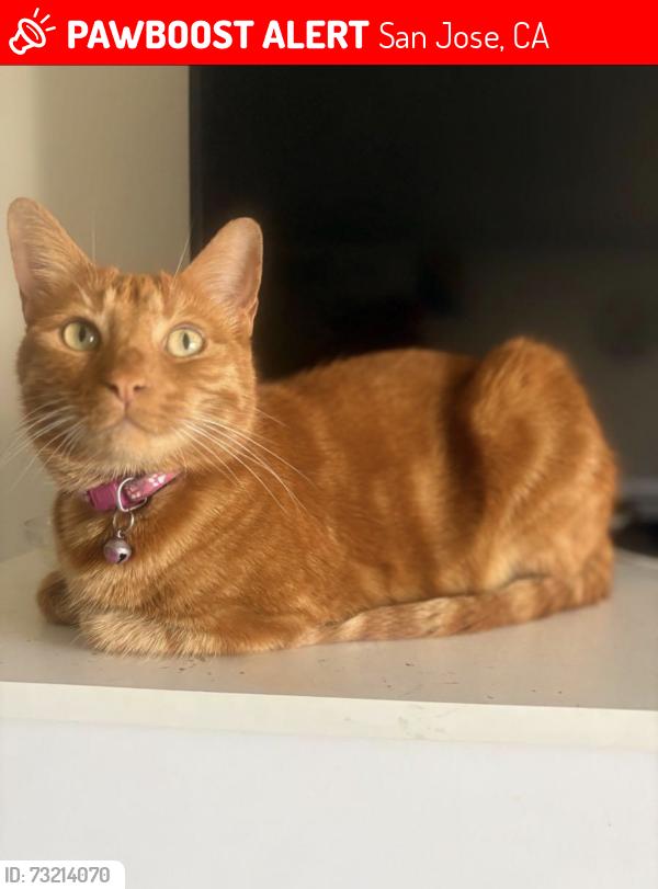 Lost Female Cat last seen Silcreek Dr, San Jose, CA 95116