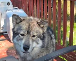 Reunited Male Dog last seen Near w barnes rd fostoia, Fostoria, MI 48435