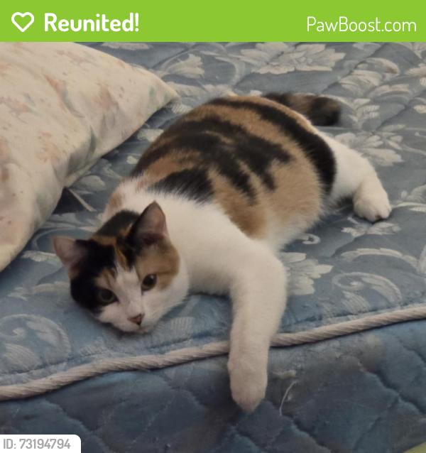Reunited Female Cat last seen Oberon rd and Allison St arvada co, Arvada, CO 80004