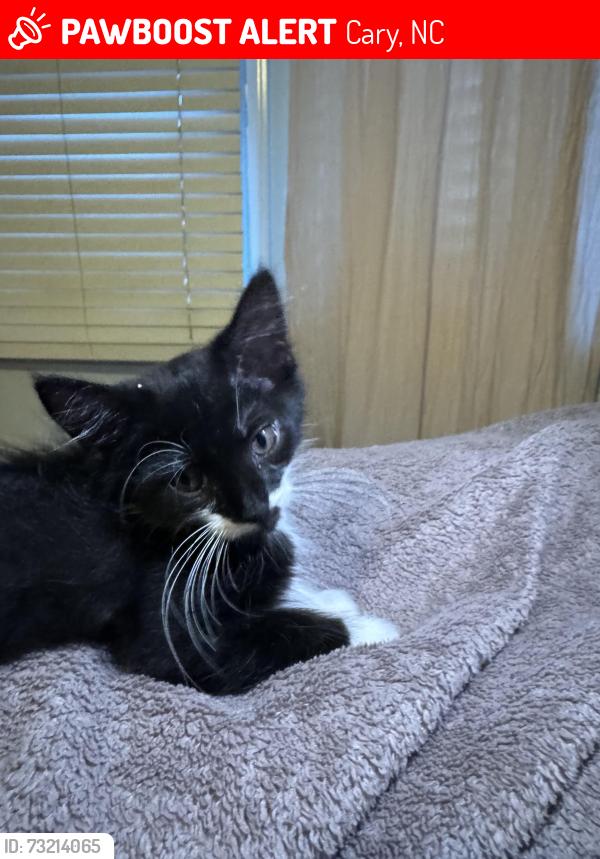 Lost Female Cat last seen Highcroft, Cary, NC 27519