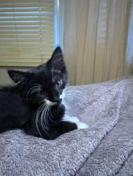 Lost Female Cat last seen Highcroft, Cary, NC 27519